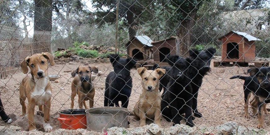 Zadarski azil Zadarski azil