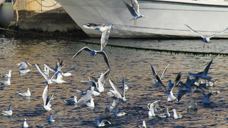 Galebovi u Jazinama, Foto: Leo Banić