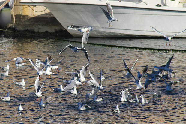 Galebovi u Jazinama, Foto: Leo Banić