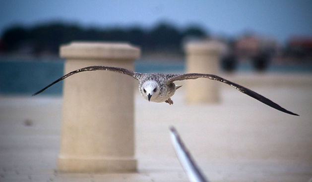 Galebov let (foto:Saša Čuka)
