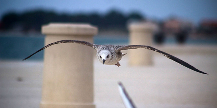 Galebov let (foto:Saša Čuka)