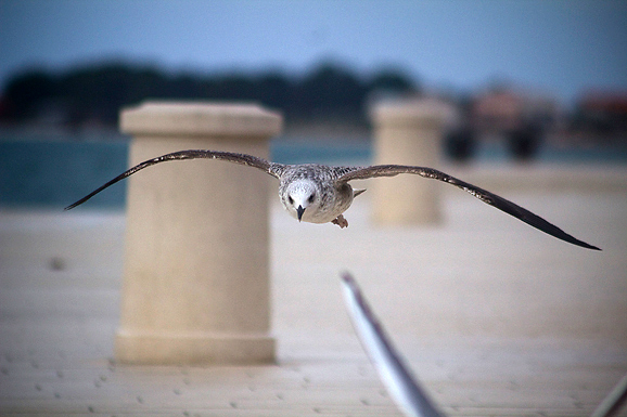 Galebov let (foto:Saša Čuka)