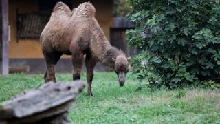 U Zoološki vrt Grada Zagreba stigla je mlada dvogrba deva Zsofia