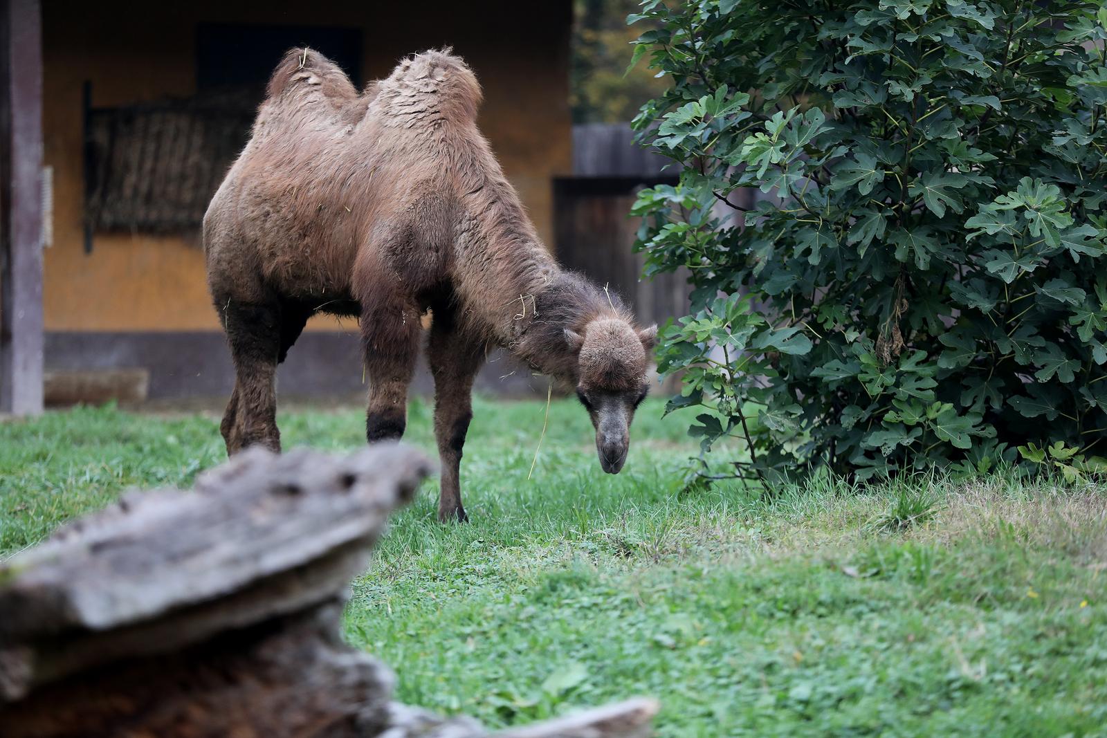 U Zoološki vrt Grada Zagreba stigla je mlada dvogrba deva Zsofia