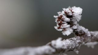 Zbog jutarnjih temperatura u minusu raslinje na kontinentu je prekriveno injem
