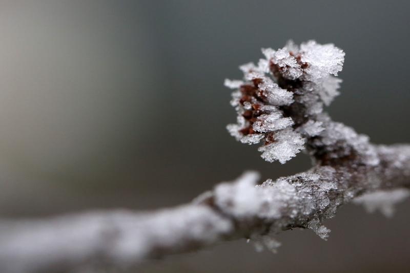 Zbog jutarnjih temperatura u minusu raslinje na kontinentu je prekriveno injem