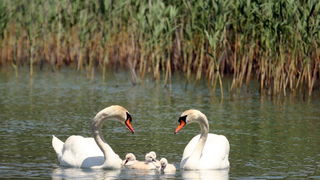Labudovi na Vranskom jezeru, Foto: Ivana Zubak