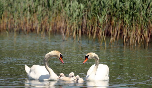 Labudovi na Vranskom jezeru, Foto: Ivana Zubak