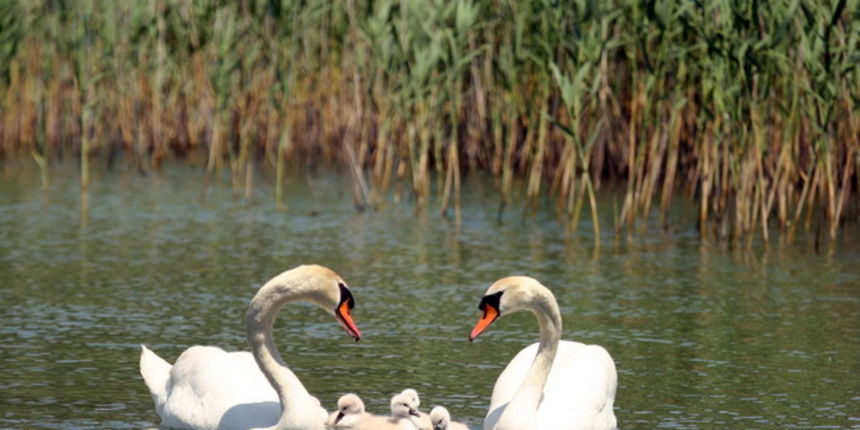 Labudovi na Vranskom jezeru, Foto: Ivana Zubak Labudovi na Vranskom jezeru, Foto: Ivana Zubak