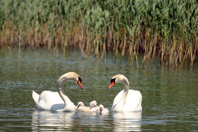 Labudovi na Vranskom jezeru, Foto: Ivana Zubak
