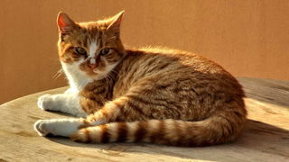 Blagdanski đir po Pagu 1. studenog 2013.  foto: Leonard Kvarantan