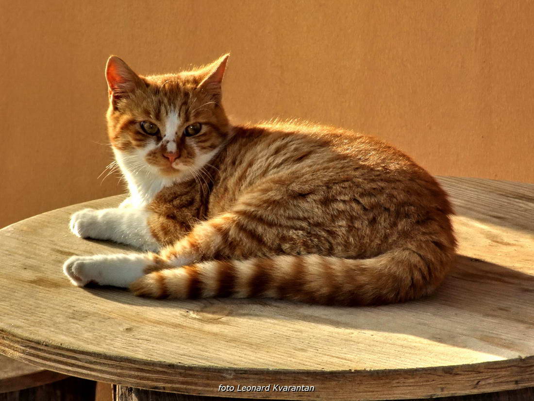 Blagdanski đir po Pagu 1. studenog 2013.  foto: Leonard Kvarantan