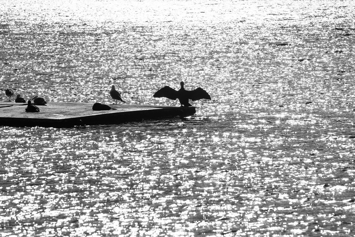 Đir po gradu, 27. siječnja 2025. Đir po gradu, 27. siječnja 2025.