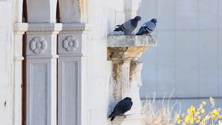 Image 380477 (auto) Image 380477 (auto)