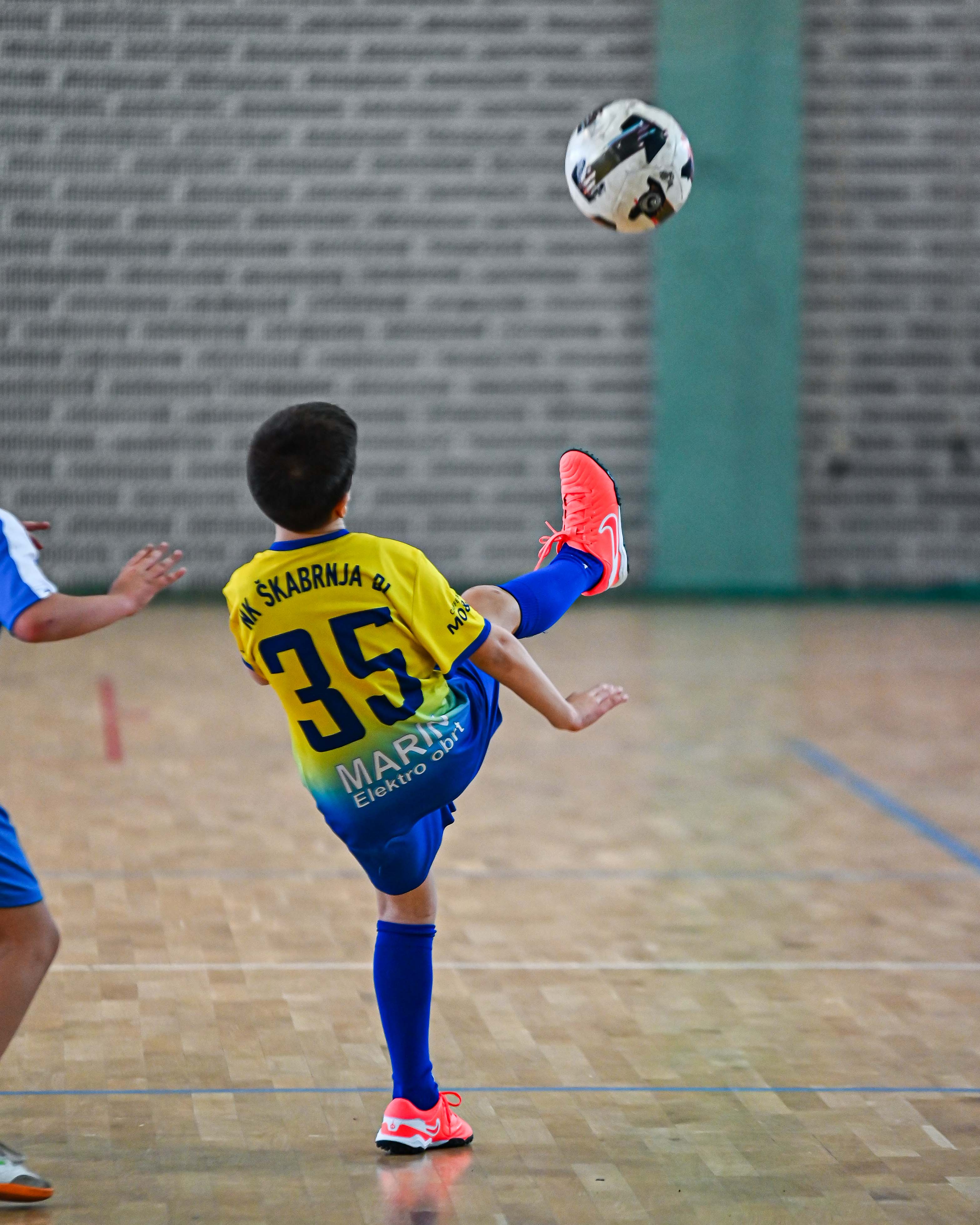 1.Cateleya indoor Cup 1.Cateleya indoor Cup