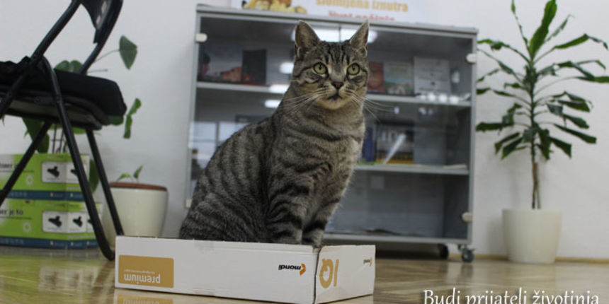 Prijatelji životinja, mačka