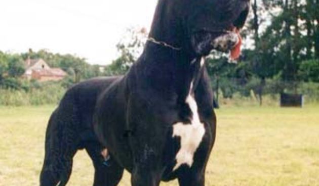 pas – njemačka doga