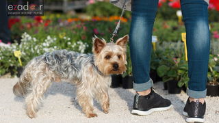 Đir po gradu, četvrtak 19. travnja 2018. Đir po gradu, četvrtak 19. travnja 2018.