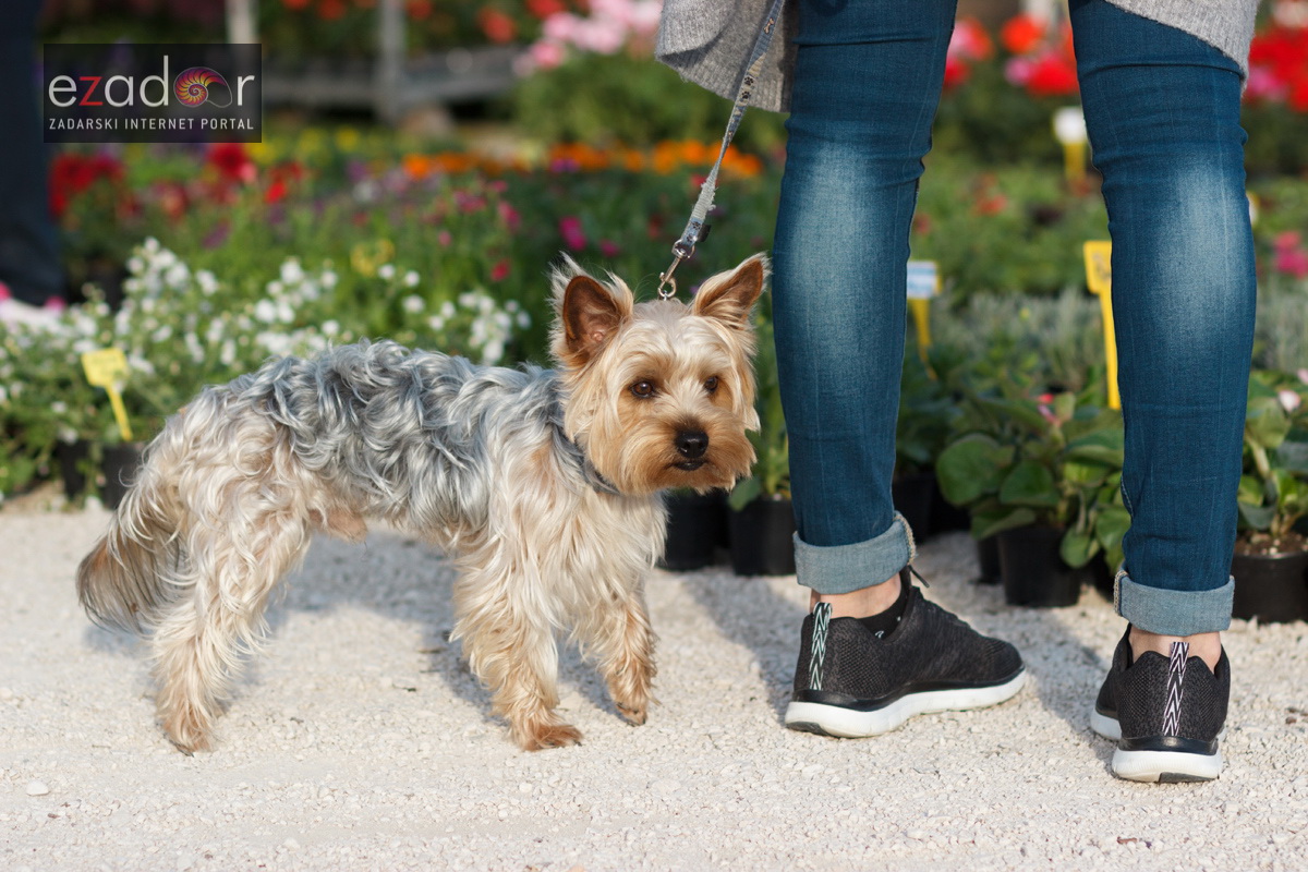 Đir po gradu, četvrtak 19. travnja 2018. Đir po gradu, četvrtak 19. travnja 2018.