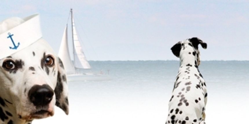 Dalmatino – Lipa rič