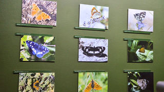 11. Noć muzeja u Zadru, foto-Iva Perinčić 11. Noć muzeja u Zadru, foto-Iva Perinčić