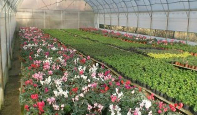 Plastenik, foto: agrozemlja.net