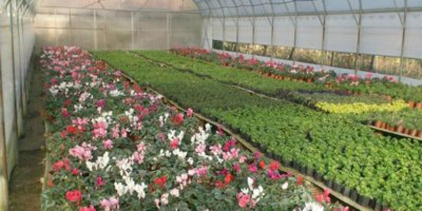 Plastenik, foto: agrozemlja.net