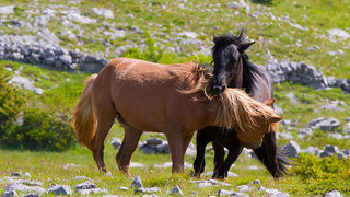 Divlji konji Velebita, foto: Leo Banic