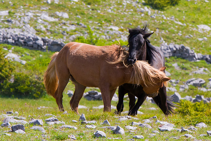 Divlji konji Velebita, foto: Leo Banic