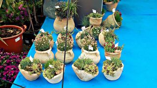 Dani cvijeća, foto-TANJA BELIĆ