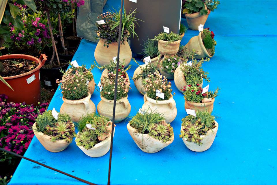 Dani cvijeća, foto-TANJA BELIĆ