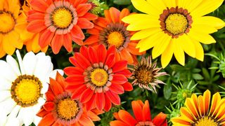 Pogledajte cvijetne fantazije na 53. Floraartu