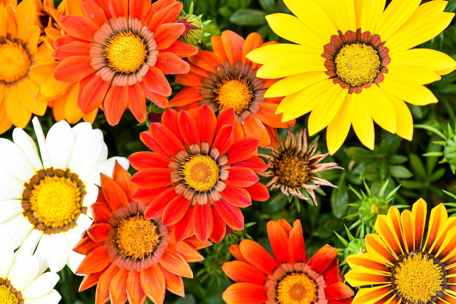 Pogledajte cvijetne fantazije na 53. Floraartu