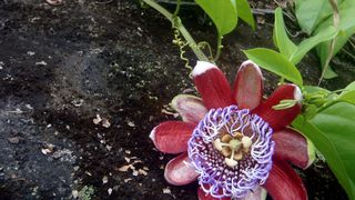 Tropske ptice u kolumbijskom Parque National Natural Tatamá u zapadnim Andama. Foto: Maja Bjelić