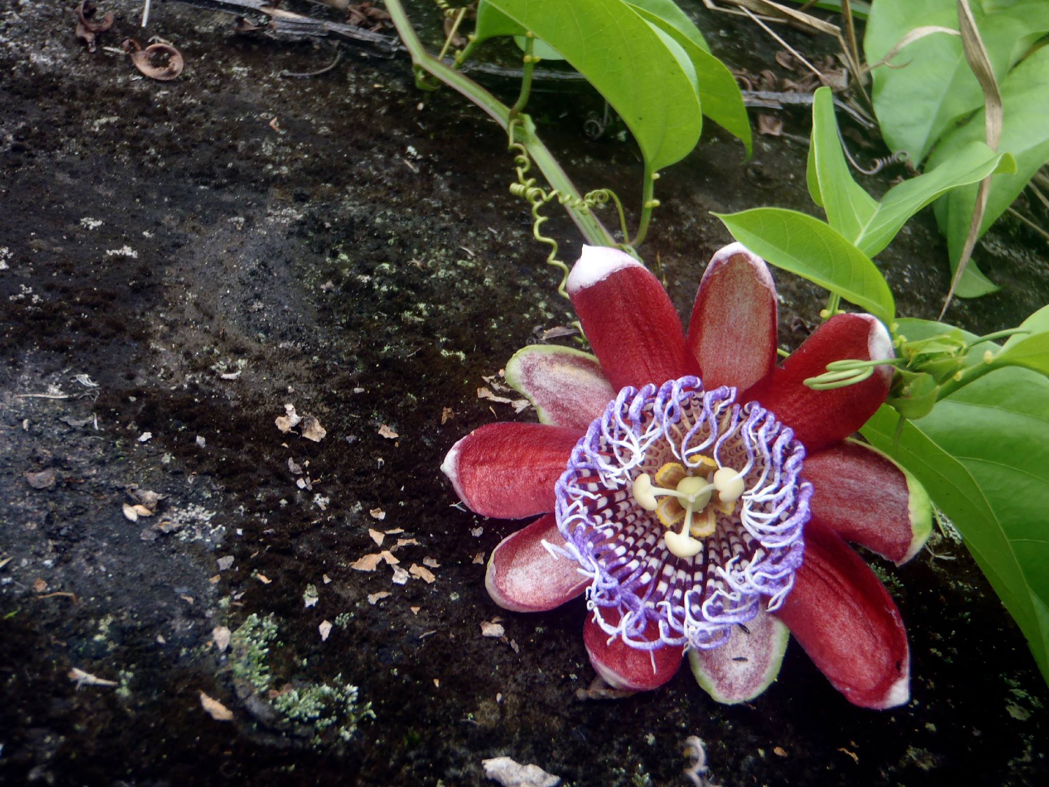 Tropske ptice u kolumbijskom Parque National Natural Tatamá u zapadnim Andama. Foto: Maja Bjelić