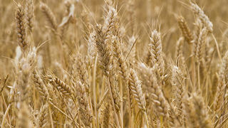 Zlatno žito Dalmacije, slama, foto: Leo Banić