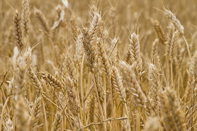 Zlatno žito Dalmacije, slama, foto: Leo Banić