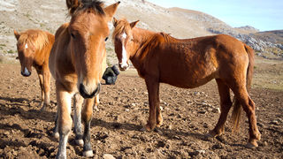 Libinje: Velebitski divlji konji, Foto: Leo Banić