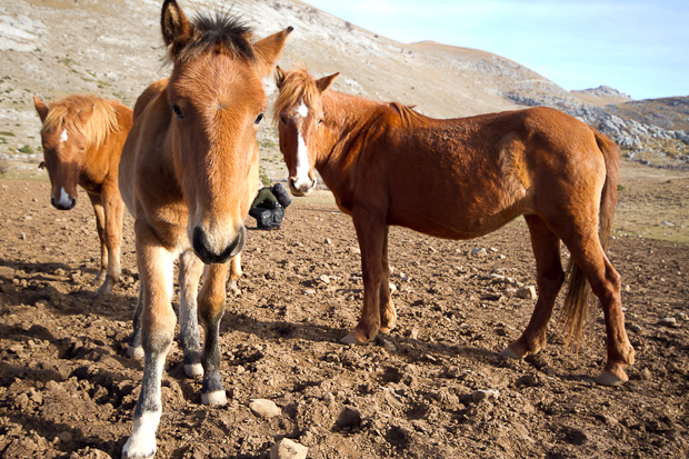 Libinje: Velebitski divlji konji, Foto: Leo Banić