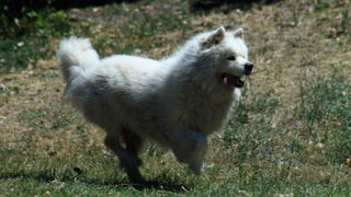 Ljetni šušur na zadarskoj rivi