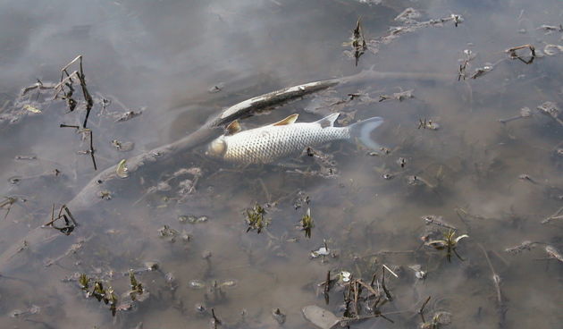 Image 1199999 (auto)