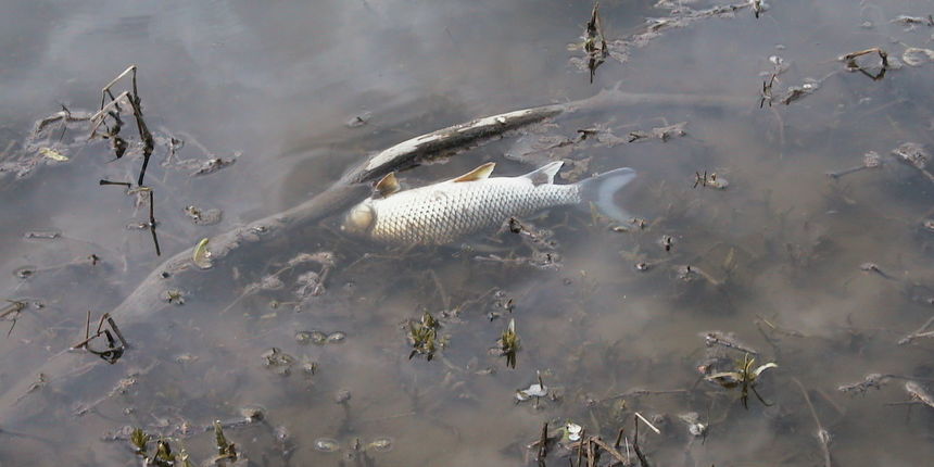 Image 1199999 (auto)