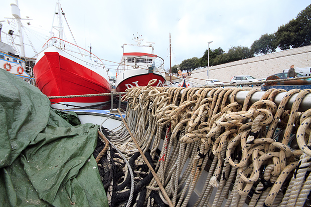Ribarice u zadarskoj luci, Foto: Leo Banić