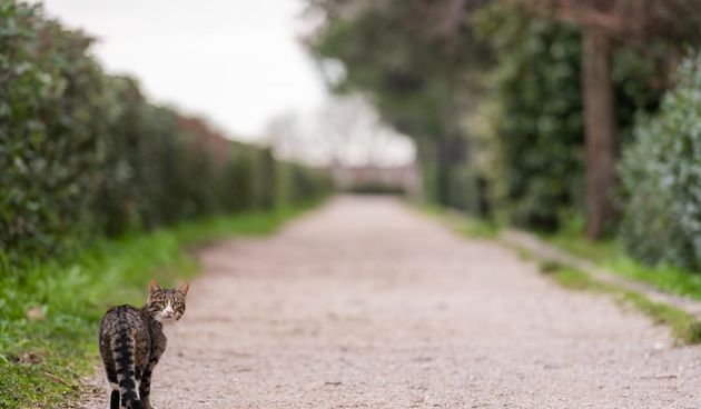 Đir po Perivoju Vladimira Nazora