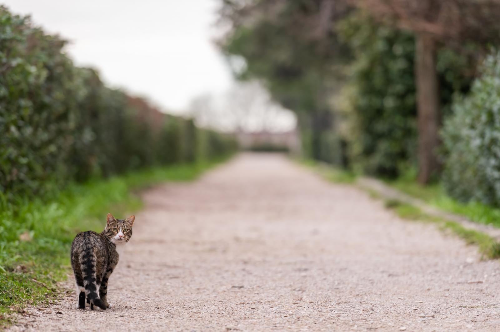 Đir po Perivoju Vladimira Nazora