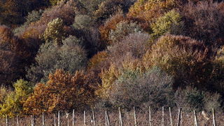 Varazdin, 301010.
Na podrucju brdovitog dijela opcine Vinice, koja je udaljena petnaest-ak kilometara od Varazdina ovih dana se moze vidjeti predivan spektar boja koje su nam dostupne samo nekoliko dana u godini.
Naime, pocetak opadanja lisca s drveca i p Varazdin, 301010.
Na podrucju brdovitog dijela opcine Vinice, koja je udaljena petnaest-ak kilometara od Varazdina ovih dana se moze vidjeti predivan spektar boja koje su nam dostupne samo nekoliko dana u godini.
Naime, pocetak opadanja lisca s drveca i p