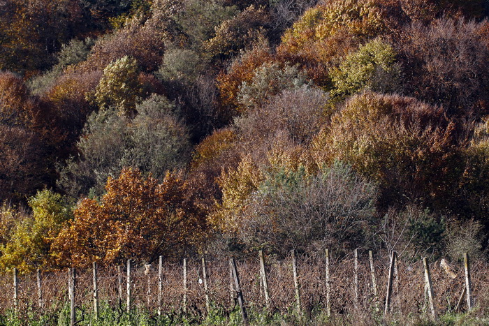 Varazdin, 301010.
Na podrucju brdovitog dijela opcine Vinice, koja je udaljena petnaest-ak kilometara od Varazdina ovih dana se moze vidjeti predivan spektar boja koje su nam dostupne samo nekoliko dana u godini.
Naime, pocetak opadanja lisca s drveca i p Varazdin, 301010.
Na podrucju brdovitog dijela opcine Vinice, koja je udaljena petnaest-ak kilometara od Varazdina ovih dana se moze vidjeti predivan spektar boja koje su nam dostupne samo nekoliko dana u godini.
Naime, pocetak opadanja lisca s drveca i p