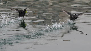 Liske u uvali Bregdetti