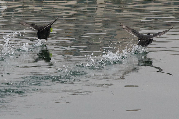 Liske u uvali Bregdetti