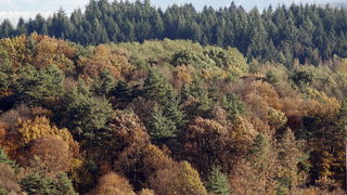 Varazdin, 301010.
Na podrucju brdovitog dijela opcine Vinice, koja je udaljena petnaest-ak kilometara od Varazdina ovih dana se moze vidjeti predivan spektar boja koje su nam dostupne samo nekoliko dana u godini.
Naime, pocetak opadanja lisca s drveca i p Varazdin, 301010.
Na podrucju brdovitog dijela opcine Vinice, koja je udaljena petnaest-ak kilometara od Varazdina ovih dana se moze vidjeti predivan spektar boja koje su nam dostupne samo nekoliko dana u godini.
Naime, pocetak opadanja lisca s drveca i p